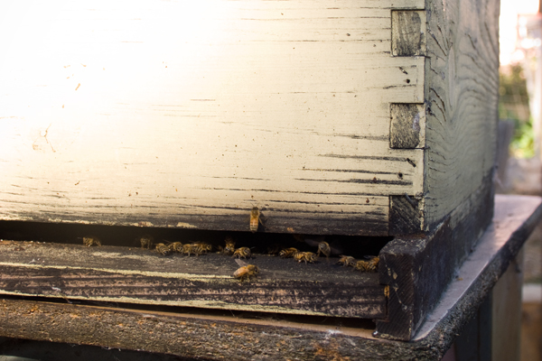 oaktownart_20091105_4 Ghost Town Farm Bees