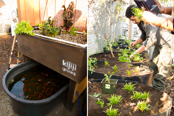urban garden, oakland youth center garden