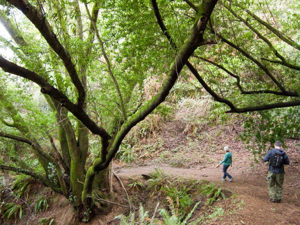 oakland hiking, huckleberry botanic preserve