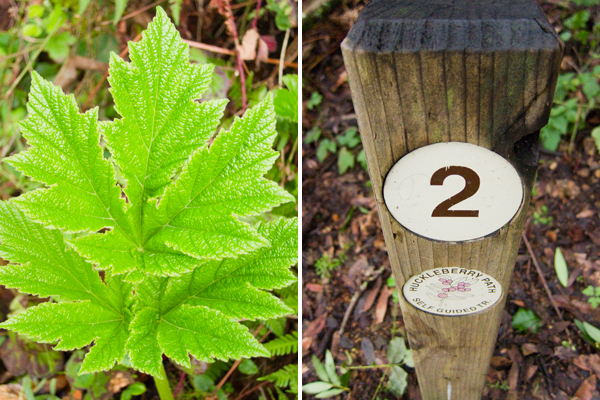 spring has sprung, oakland hiking trail