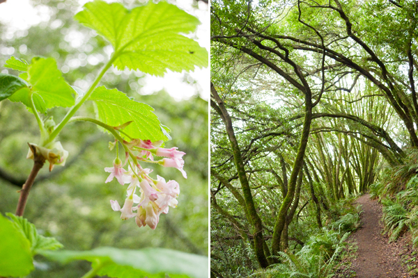 Pink flowering currant, huckleberry botanic regional preserve