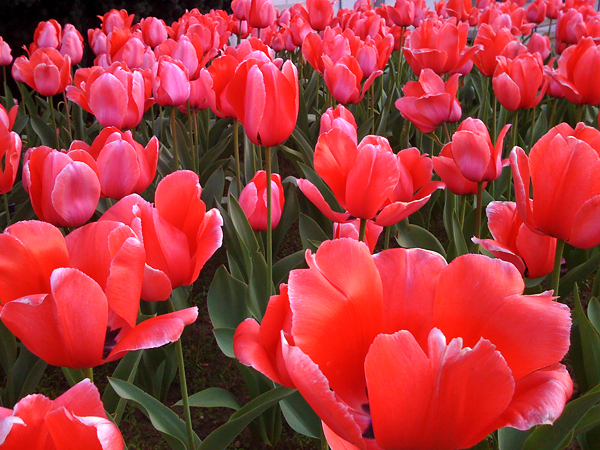 spring flowers, tulips blooming, mountain view cemetery, spring in oakland