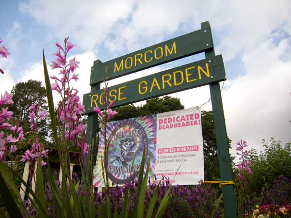 oakland rose garden, morcom rose garden, dedicated deadheaders