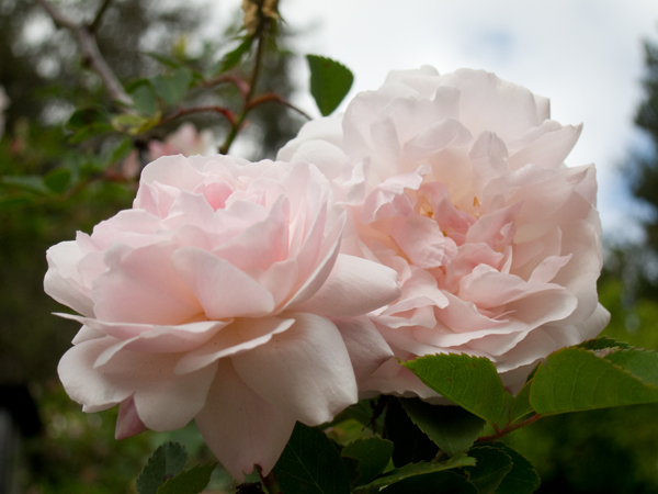 pink roses, roses in bloom, climbing roses