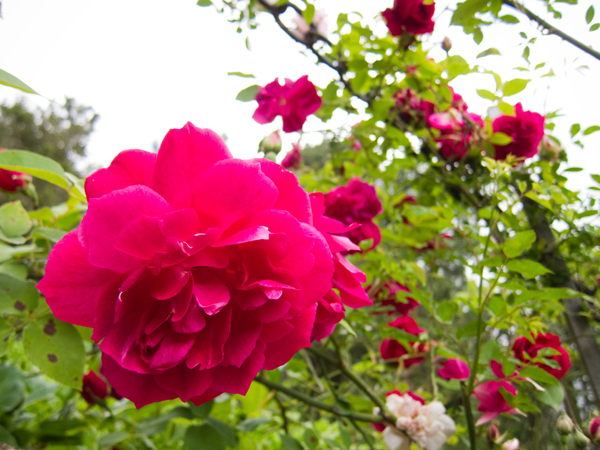 climbing rose in bloom, fuscia rose blooms