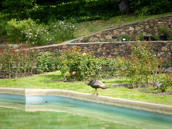 wild turkey, reflecting pool, morcom rose garden