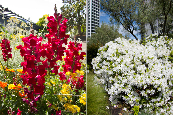 snapdragons, rhodedendron, kaiser roof garden