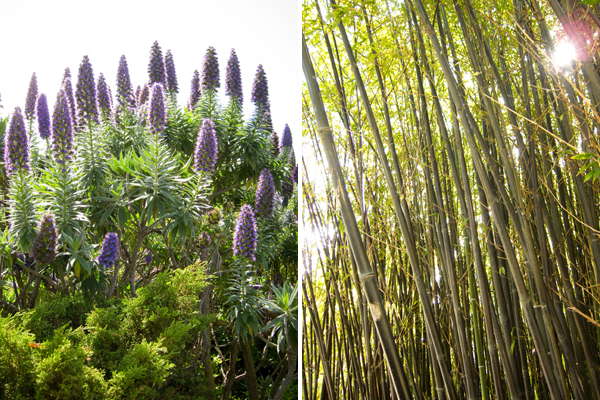 bamboo stand, kaiser roof garden