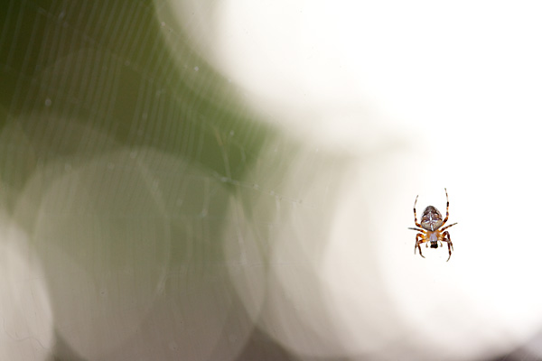 oakland california, spiders, spider