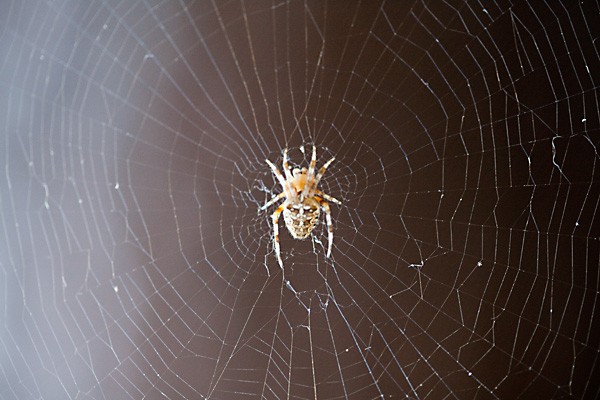 backyard spider, california spider