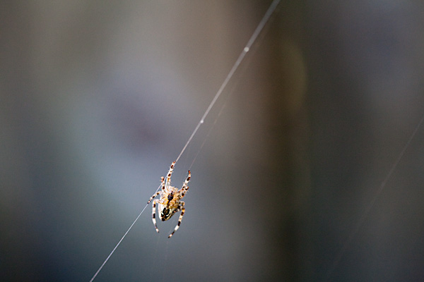 backyard spider, oakland california spider, spider on thread