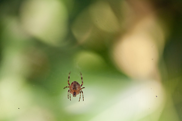 backyard spider, macro photography spiders