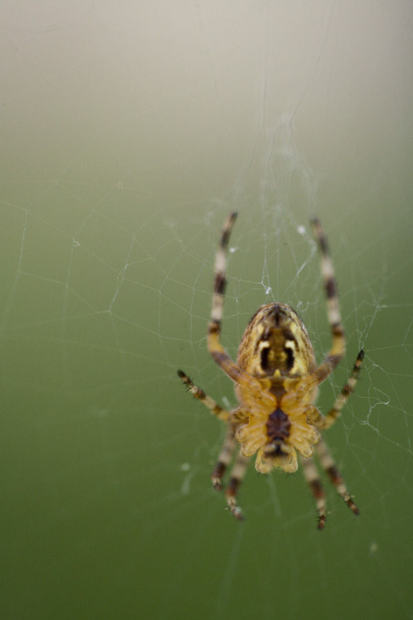 close up photography spiders, backyard spiders, california spiders