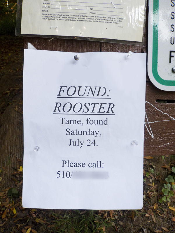 unusual lost pet signs, unusual found pet signs