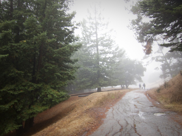 rainy day walking, oakland hills fog, joaquin miller park, trails in joaquin miller