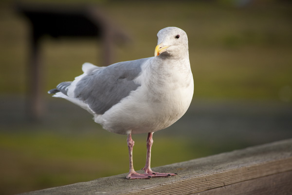 Walking Trail at MLK Jr. Regional Shoreline, bridge across san leandro creek