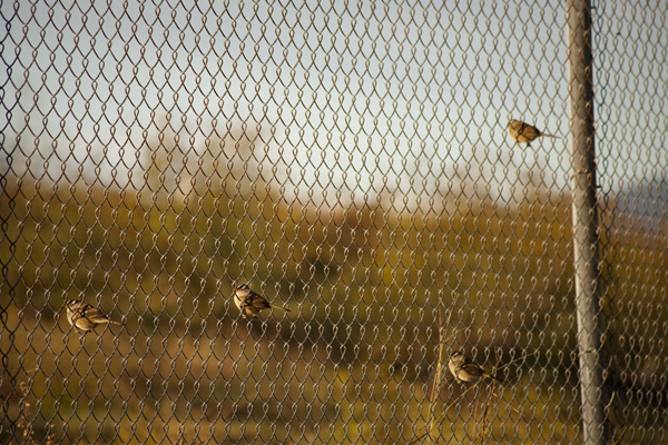 oakland bird watching spots, east bay bird watching spots