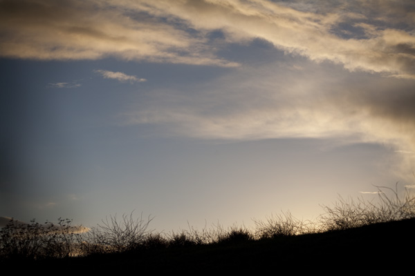East Bay Wetland Restoration, Martin Luther King Regional Shoreline