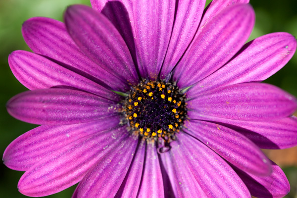 South African Daisies purple daisy, drought tolerant daisy
