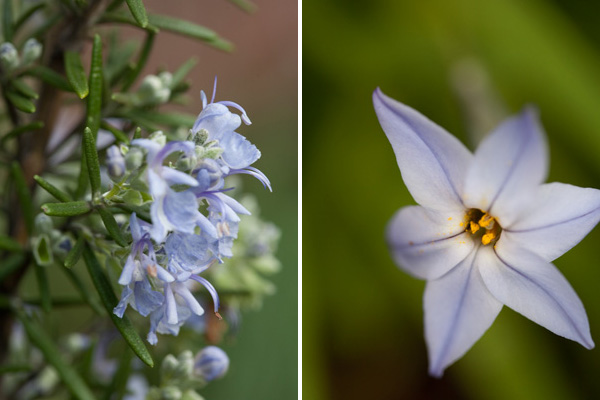 Rosemary Flowers & Purple Star Lily blooming rosemary, small purple lily