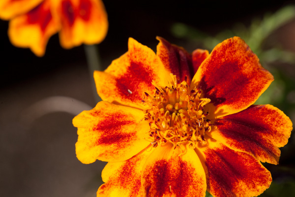 Magnolias orange and red magnolia flowers