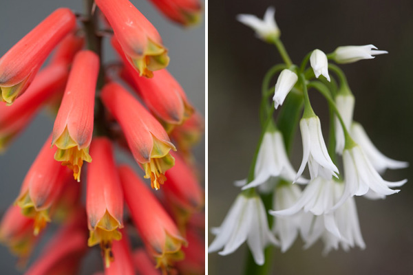 Aloe Flower and White Lily-type Flowers orange stalk flower cactus, white droopy star flowers