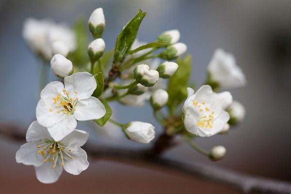 Cherry Plum Tree Flowers cherry plum blossoms, plum blossoms