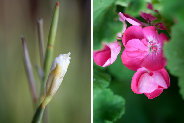 Iris & Geranium Flowers iris about to bloom, pink geraniums