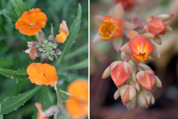 Orange Flowers succulent flowers