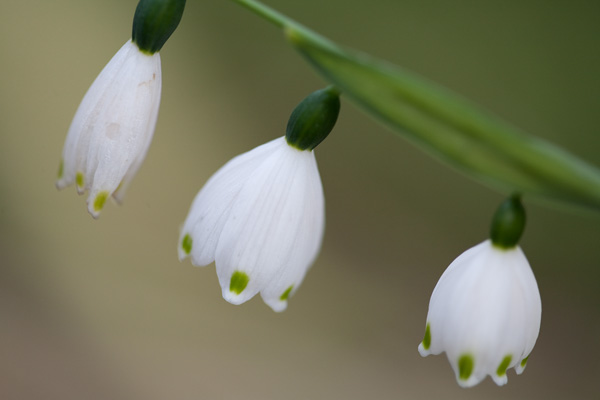 Snow Drops galanthus