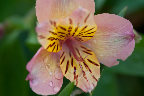 Alstroemeria Peruvian Lilies