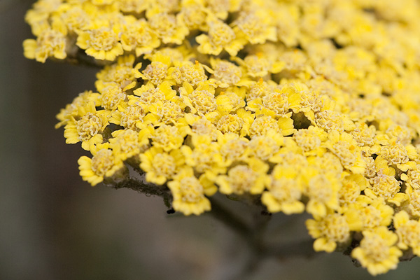 Yellow Cluster Flowers