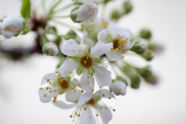 Plum Tree Blossoms plum blossoms