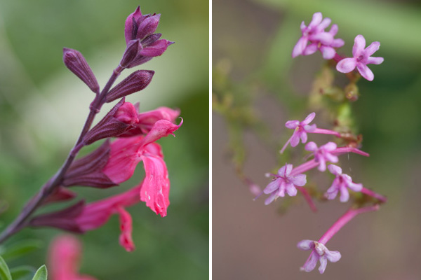 Pink Flowers fuschia monkey flower, tiny pink clustered flowers
