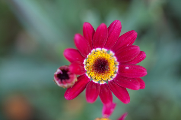 Daisy Shrub perenial pink flowers