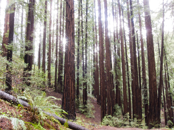coastal redwoods, northern california redwoods, redwood trees in oakland
