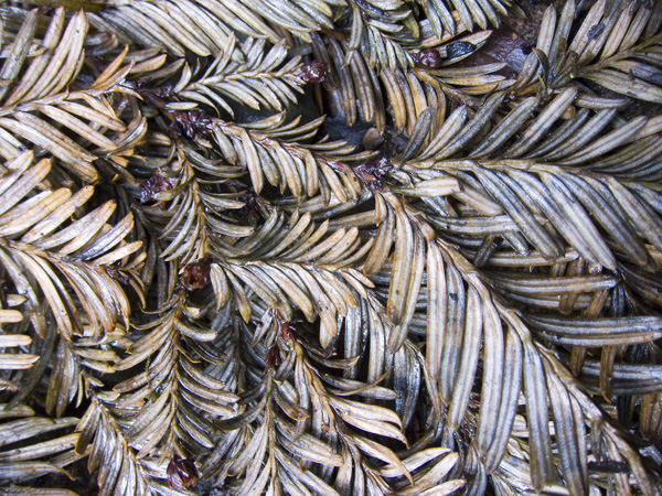 redwood park oakland, redwood trees, coastal redwoods