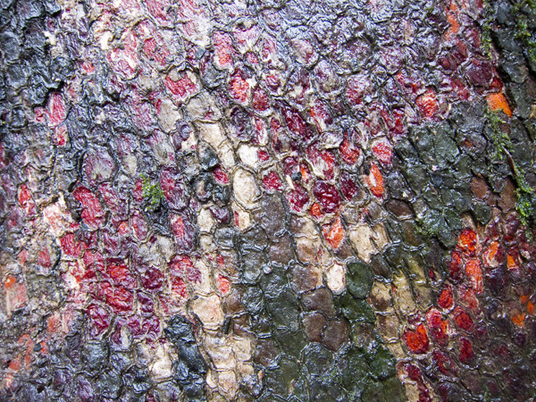 bark detail