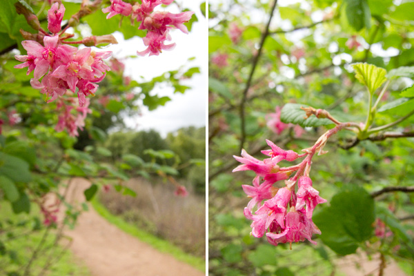 California native spring flowers, CA native pink flowering currant