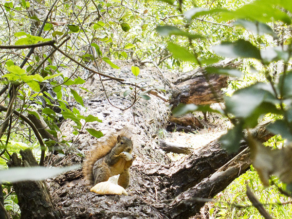 Squirrel eating a mushroom joaquin miller park, east bay hiking