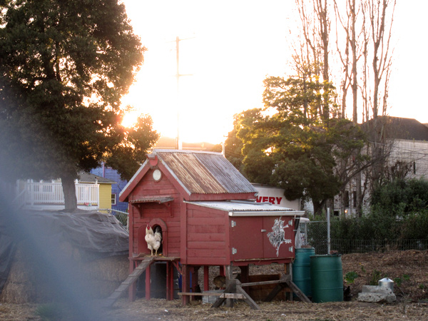 rooster in the hen house, red hen house, west oakland chicken farm